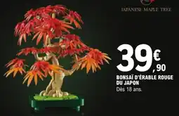 Jouet E.Leclerc JAPANESE MAPLE TREE offre
