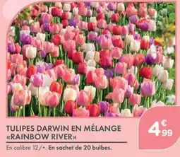 Point Vert TULIPES DARWIN EN MÉLANGE offre