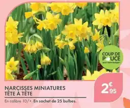 Point Vert Narcisses Miniatures Tête à Tête offre