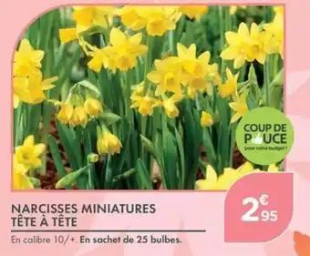 Narcisses Miniatures Tête à Tête