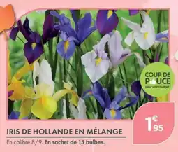 Point Vert IRIS DE HOLLANDE EN MÉLANGE offre