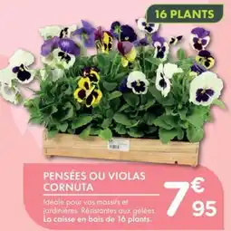 Point Vert PENSÉES OU VIOLAS CORNUTA offre