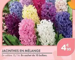 Point Vert JACINTHES EN MÉLANGE offre
