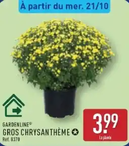 ALDI GARDENLINE GROS CHRYSANTHÈME offre