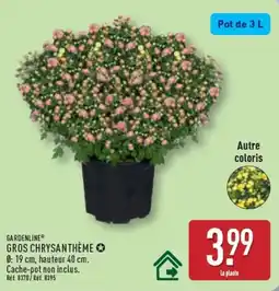 ALDI GARDENLINE GROS CHRYSANTHÈME offre