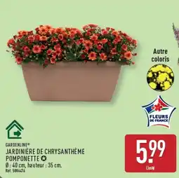 ALDI GARDENLINE JARDINIÈRE DE CHRYSANTHÈME POMPONETTE offre