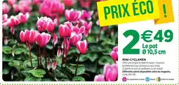 RAGT Jardin & Maison MINI-CYCLAMEN offre