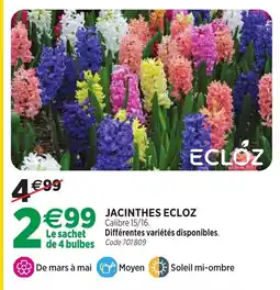 RAGT Jardin & Maison ECLOZ JACINTHES offre
