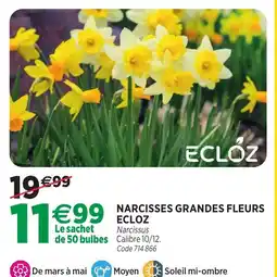 RAGT Jardin & Maison ECLÓZ NARCISSES GRANDES FLEURS offre