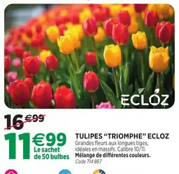 RAGT Jardin & Maison ECLOZ TULIPES "TRIOMPHE" offre