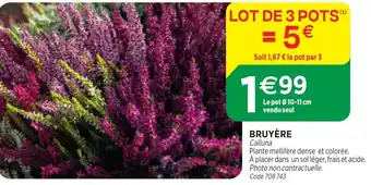 BRUYÈRE Calluna