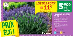 RAGT Jardin & Maison ECLÓZ LAVANDE "GROSSO" offre