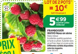 RAGT Jardin & Maison INVIVO Framboisier offre