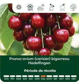 Ma Jardinerie Prunus avium prunus avium (cerisier) bigarreau hedelfingen offre