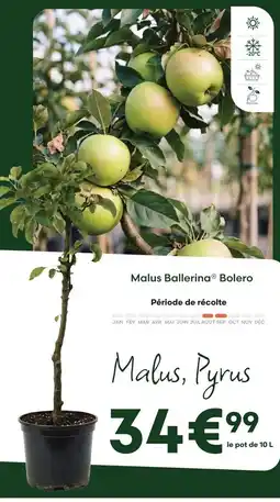 Ma Jardinerie Malus ballerina bolero offre
