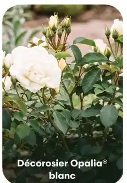 Ma Jardinerie Opalia blanc offre