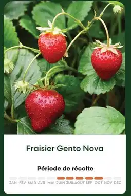 Ma Jardinerie Fraisier gento nova offre
