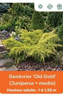 Ma Jardinerie Genévrier 'old gold' (juniperus × media) offre
