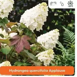Ma Jardinerie Hydrangea quercifolia applause offre