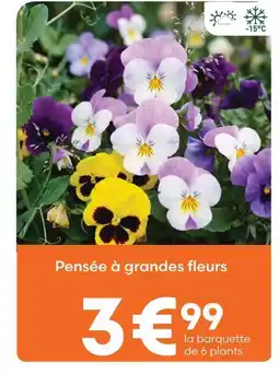 Ma Jardinerie Pensée à grandes fleurs offre