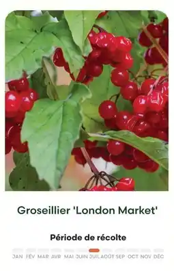 Ma Jardinerie Groseillier 'london market' offre