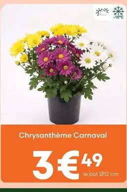 Ma Jardinerie Chrysanthème carnaval offre