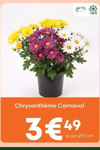 Chrysanthème carnaval
