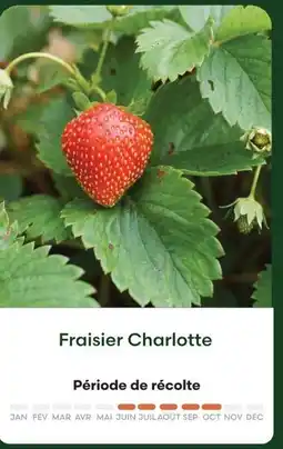 Ma Jardinerie Fraisier charlotte offre