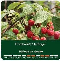 Ma Jardinerie Framboisier 'heritage' offre