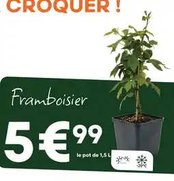 Ma Jardinerie Framboisier offre