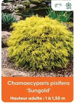 Ma Jardinerie Chamaecyparis pisifera 'sungold' offre