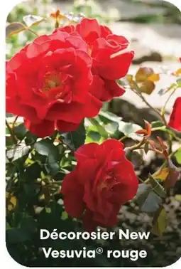 Ma Jardinerie Décorosier new vesuvia rouge offre