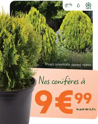 Thuja orientalis aurea nana