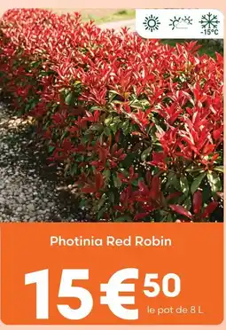 Ma Jardinerie Photinia red robin offre