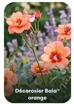 Ma Jardinerie Décorosier baia orange offre