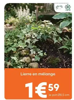 Ma Jardinerie Lierre en mélange offre