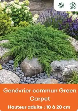 Ma Jardinerie Genévrier commun green carpet offre