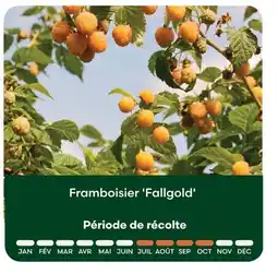 Ma Jardinerie Framboisier 'fallgold' offre