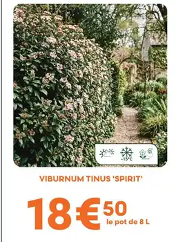 Ma Jardinerie Viburnum tinus 'spirit' offre