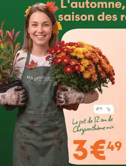 Ma Jardinerie Chrysanthème mix offre