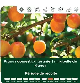 Ma Jardinerie Prunus domestica (prunier) mirabelle de nancy offre