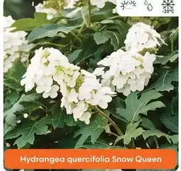 Ma Jardinerie Hydrangea quercifolia snow queen offre