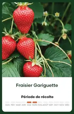 Ma Jardinerie Fraisier gariguette offre