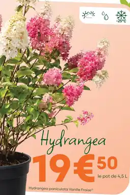 Ma Jardinerie Hydrangea offre