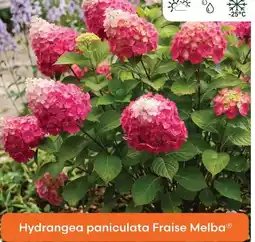 Ma Jardinerie Hydrangea paniculata fraise melba offre