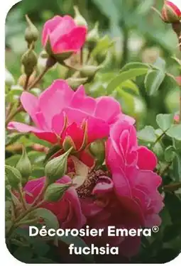 Ma Jardinerie Décorosier emera fuchsia offre