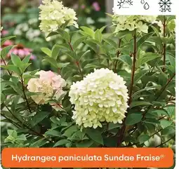 Ma Jardinerie Hydrangea paniculata sundae fraise offre