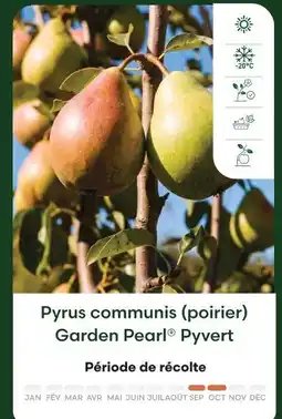 Ma Jardinerie Pyvert pyrus communis (poirier) garden pearl offre