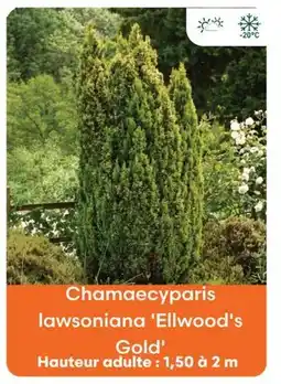 Ma Jardinerie Chamaecyparis lawsoniana 'ellwood's gold' offre