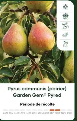 Ma Jardinerie Pyrus communis (poirier) garden gem pyred offre